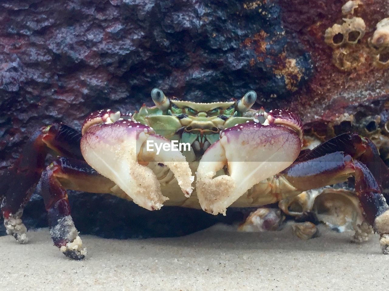 CLOSE-UP OF CRAB