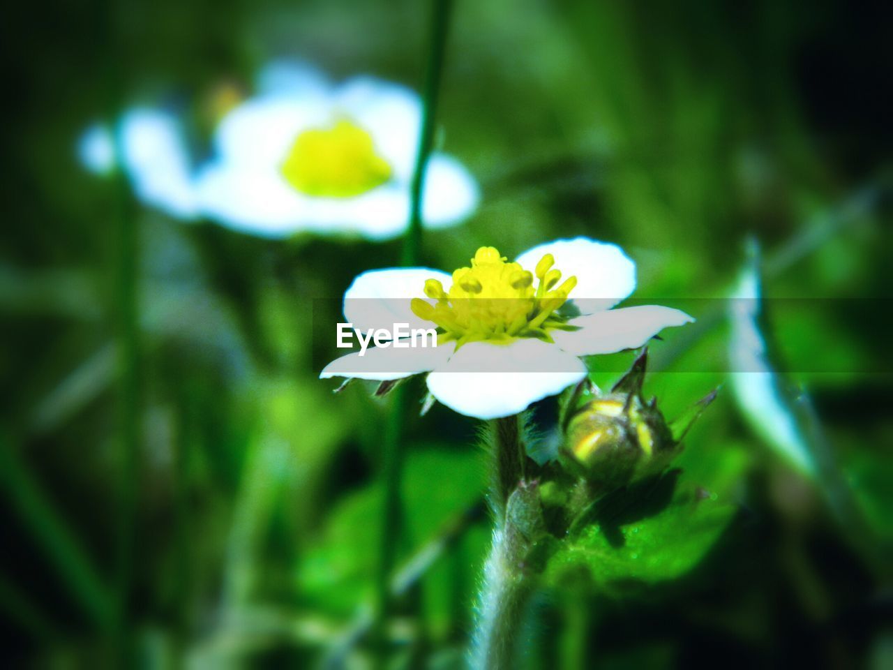 Close-up of white flowers blooming in park