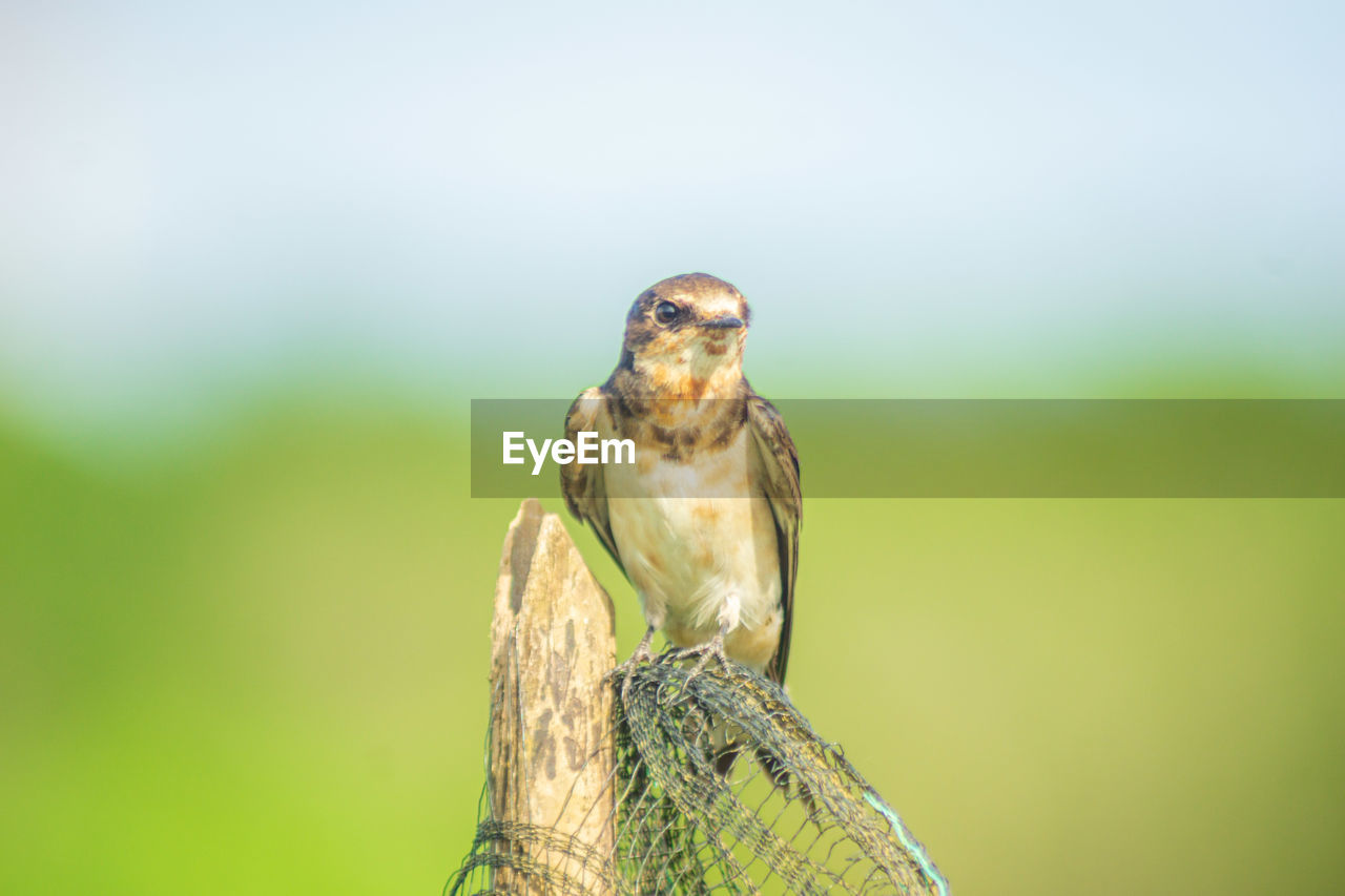 nature, animal themes, animal, animal wildlife, one animal, wildlife, green, bird, close-up, focus on foreground, macro photography, perching, no people, portrait, bird of prey, outdoors, looking at camera, beauty in nature, copy space, plant, day, environment, yellow, tree, beak, sparrow