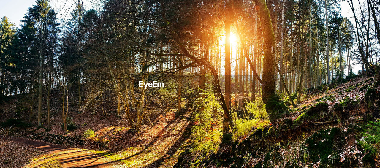 SUNLIGHT STREAMING THROUGH TREE IN FOREST