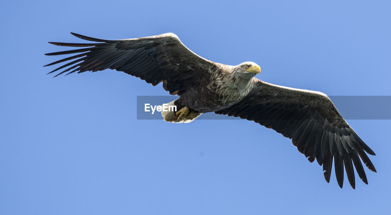 Low angle view of sea eagle flying against clear blue sky