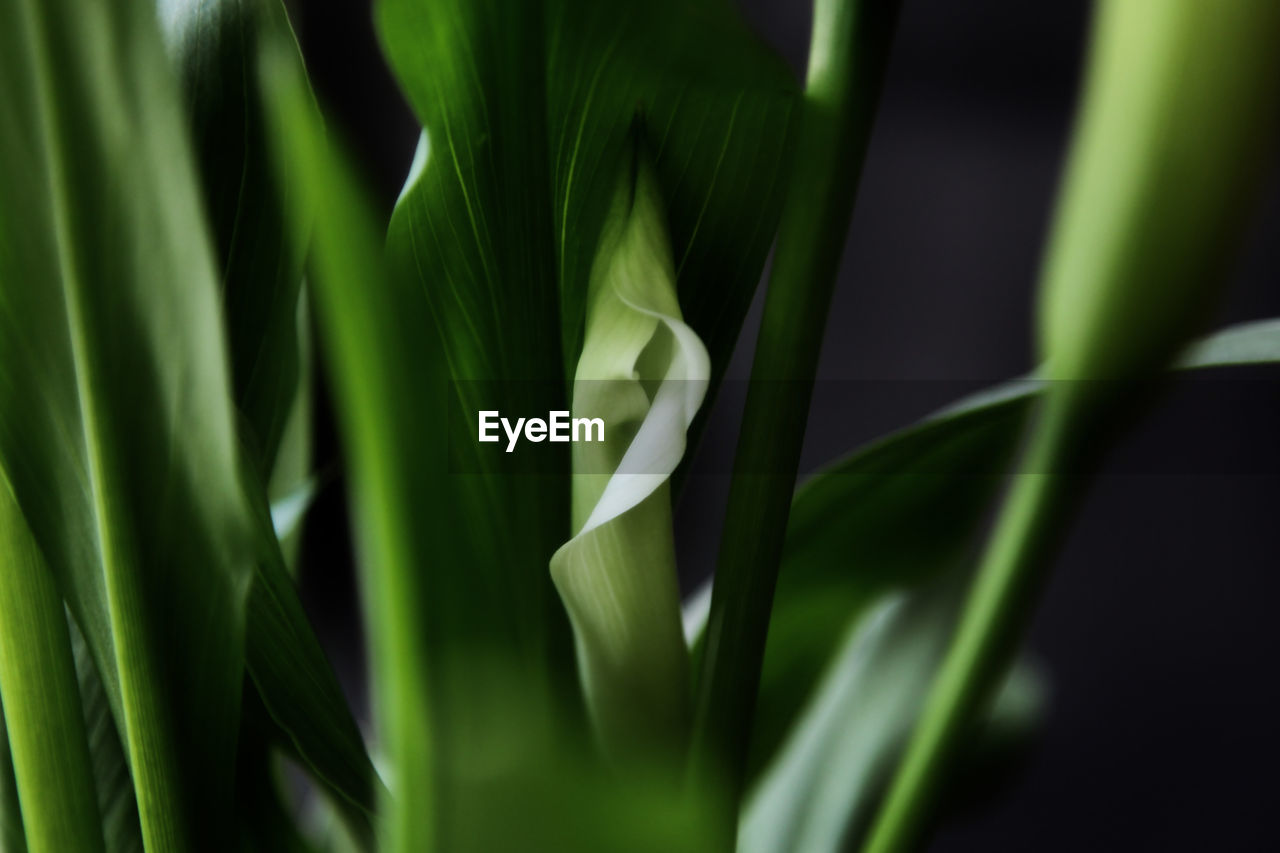 plant, green, grass, growth, leaf, plant part, beauty in nature, close-up, nature, freshness, no people, flower, macro photography, plant stem, flowering plant, selective focus, outdoors, botany, fragility