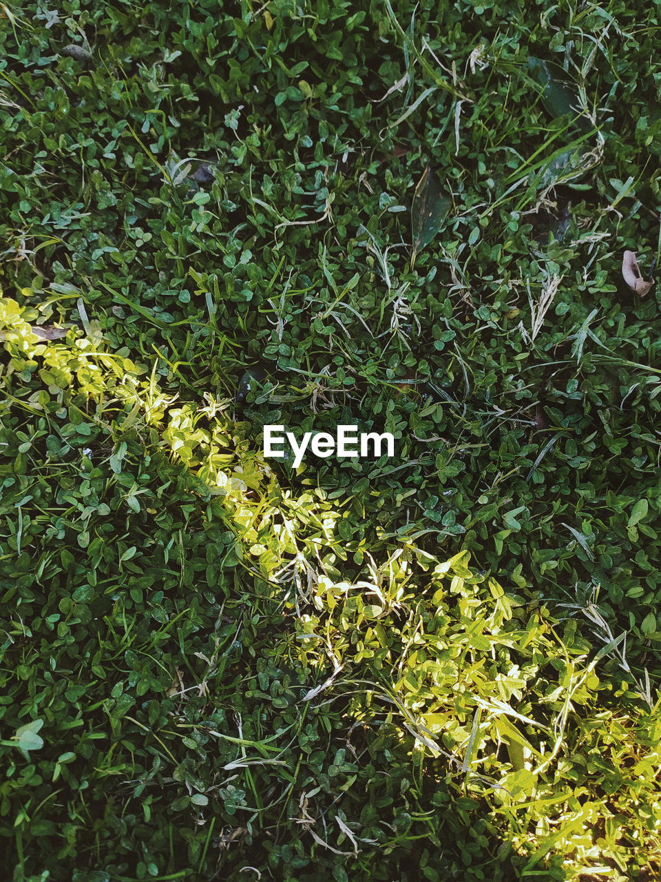 HIGH ANGLE VIEW OF PLANTS GROWING ON LAND