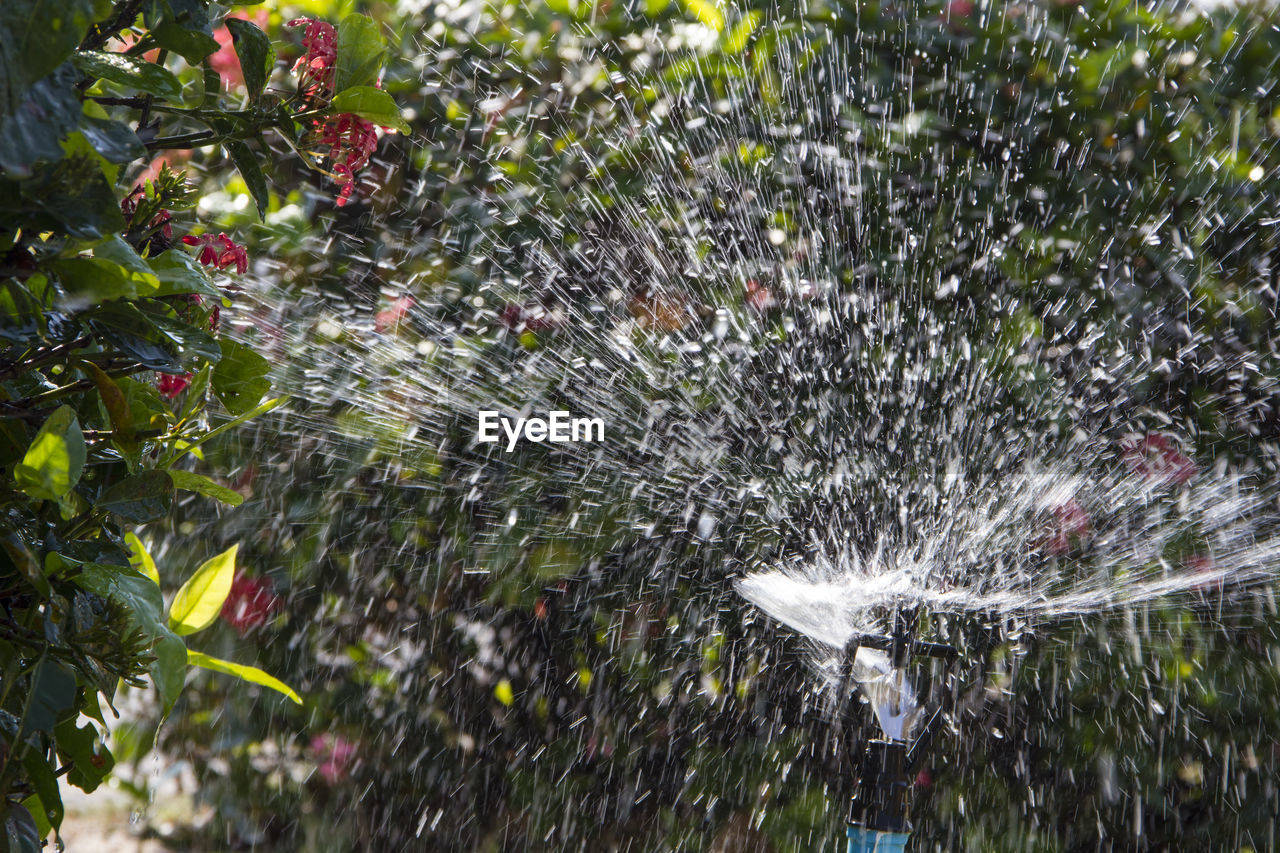 CLOSE-UP OF WET TREE