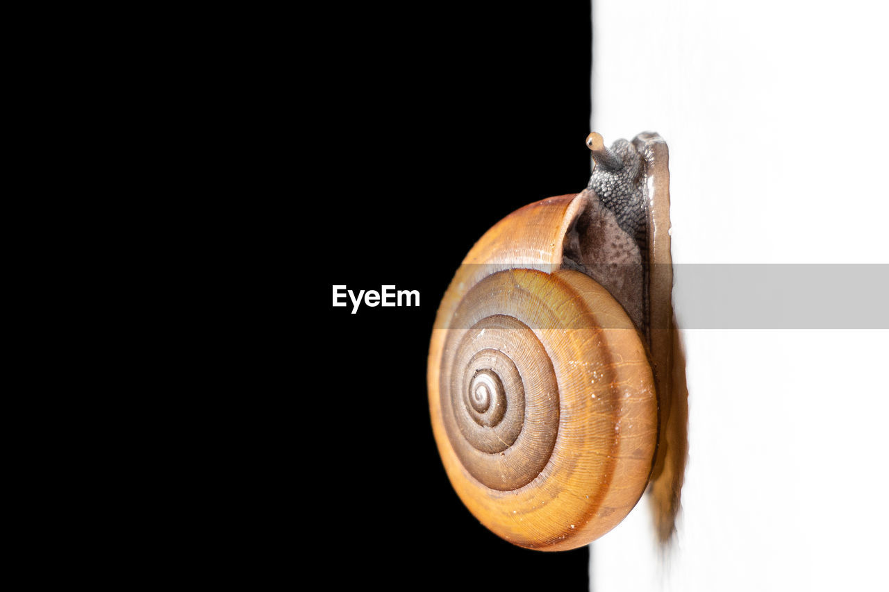 CLOSE-UP OF SNAIL