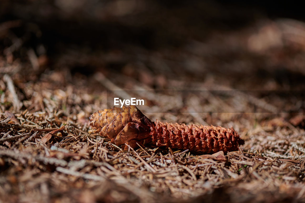 CLOSE-UP OF DRIED LEAF ON PINE CONE