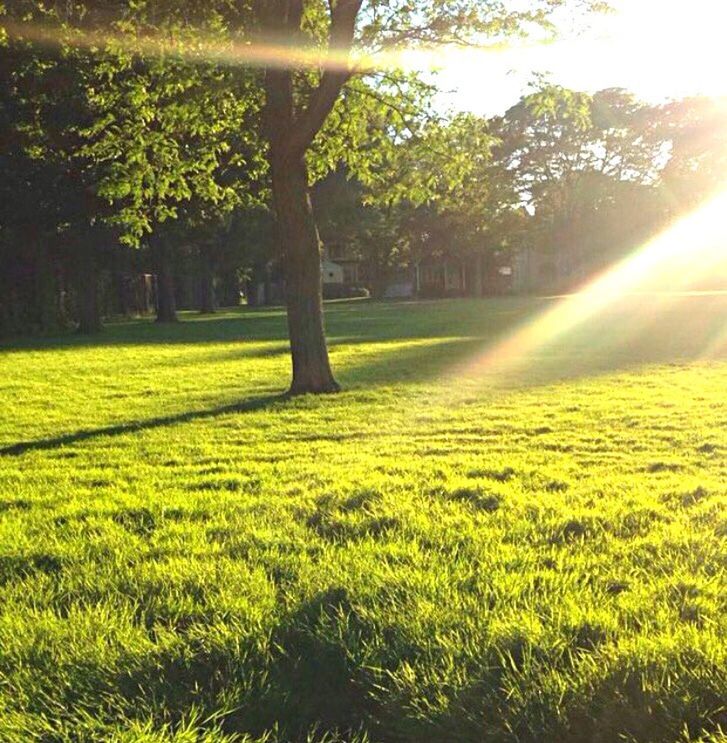 SCENIC VIEW OF YELLOW SUNLIGHT