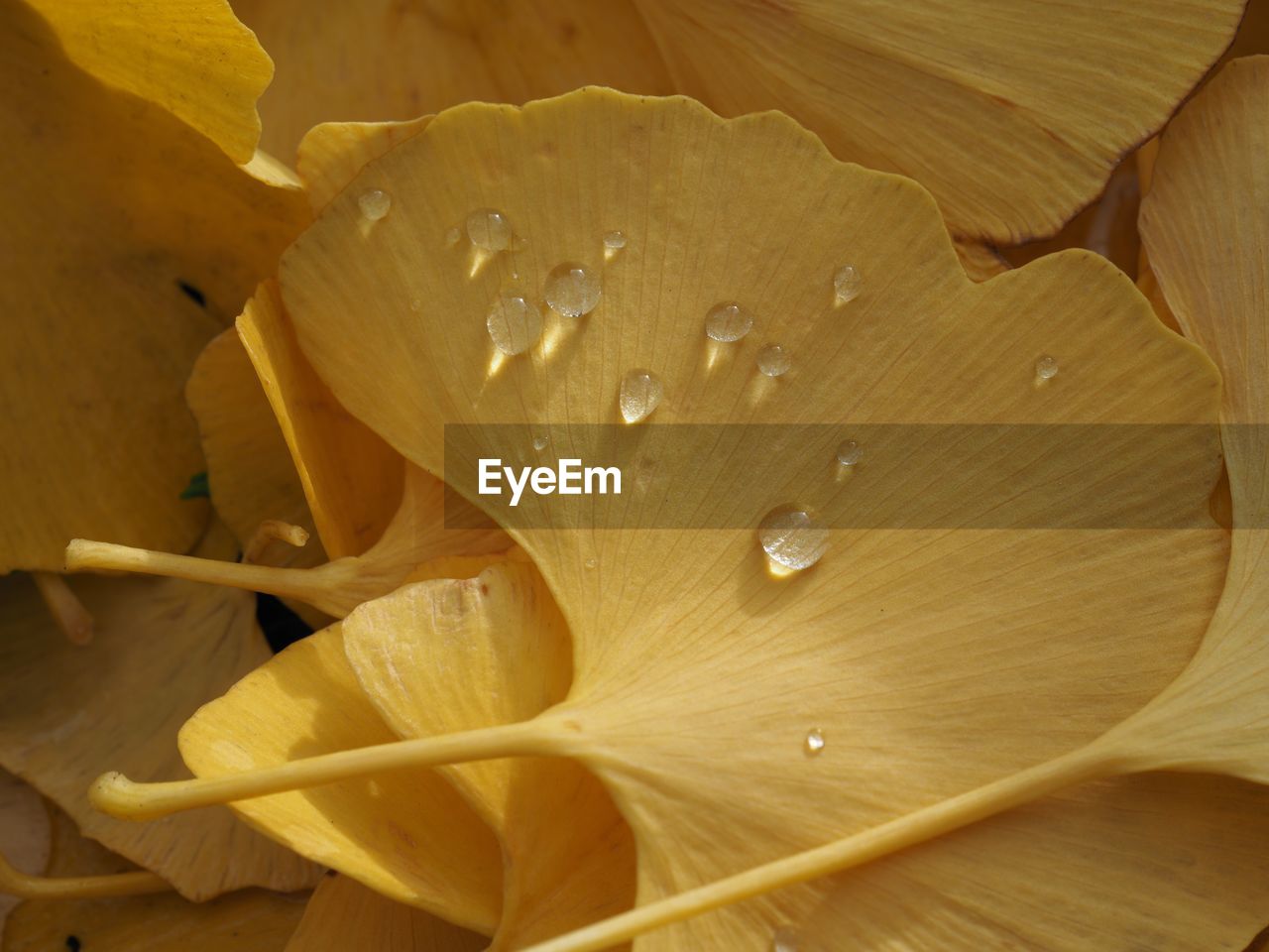 Close-up of yellow flower blooming outdoors