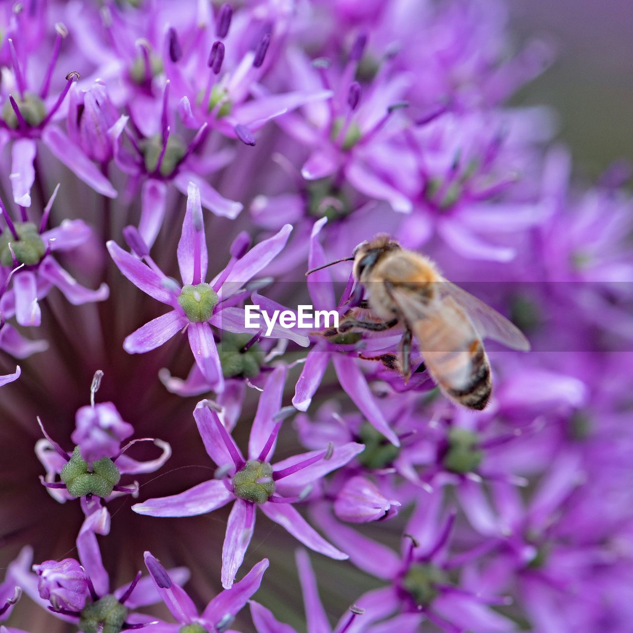 Close-up of bee on purple flower