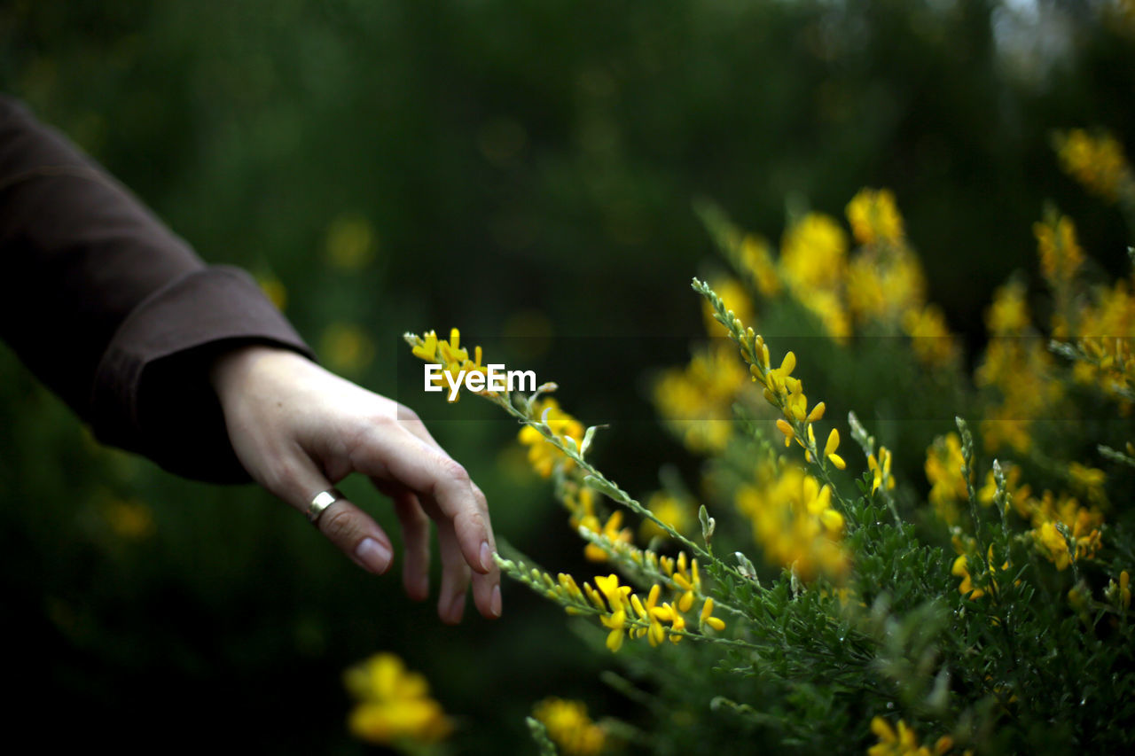 Midsection of person holding flowering plant on field