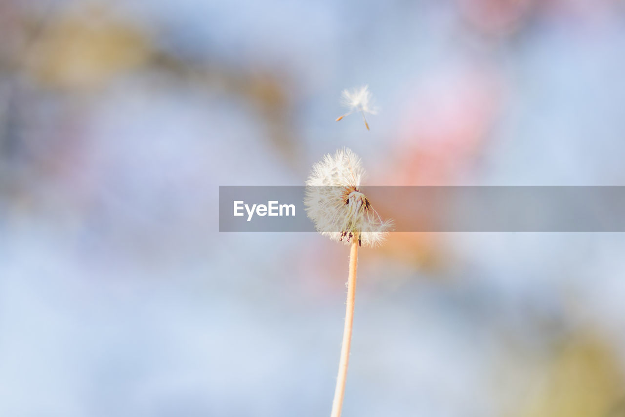 Close-up of dandelion against white background