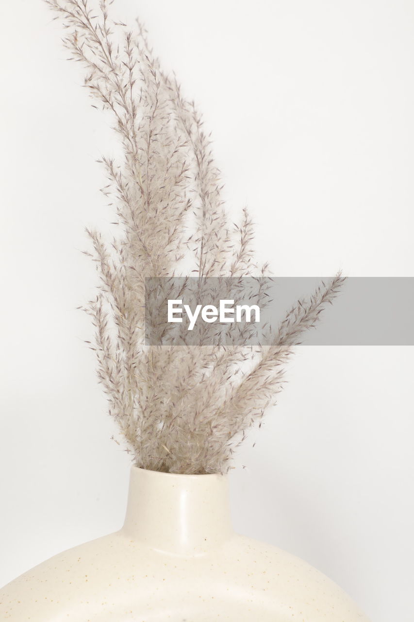 indoors, plant, studio shot, white background, no people, nature, single object, close-up