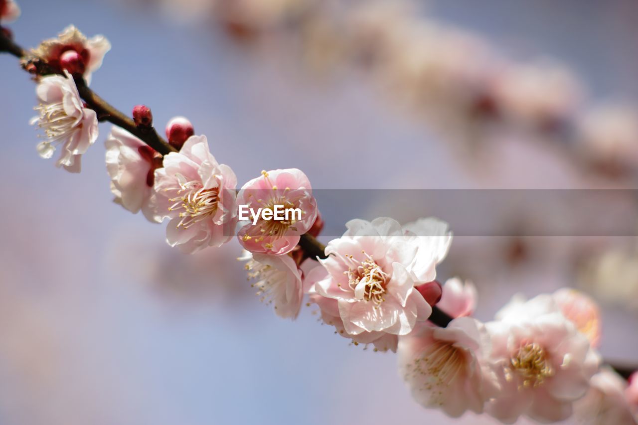 CLOSE-UP OF CHERRY BLOSSOMS