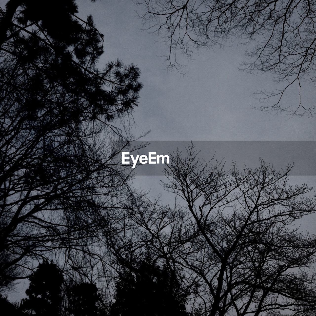 LOW ANGLE VIEW OF BARE TREES AGAINST SKY