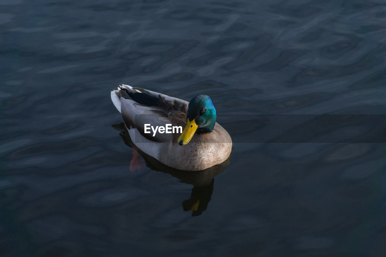 High angle view of duck swimming on lake