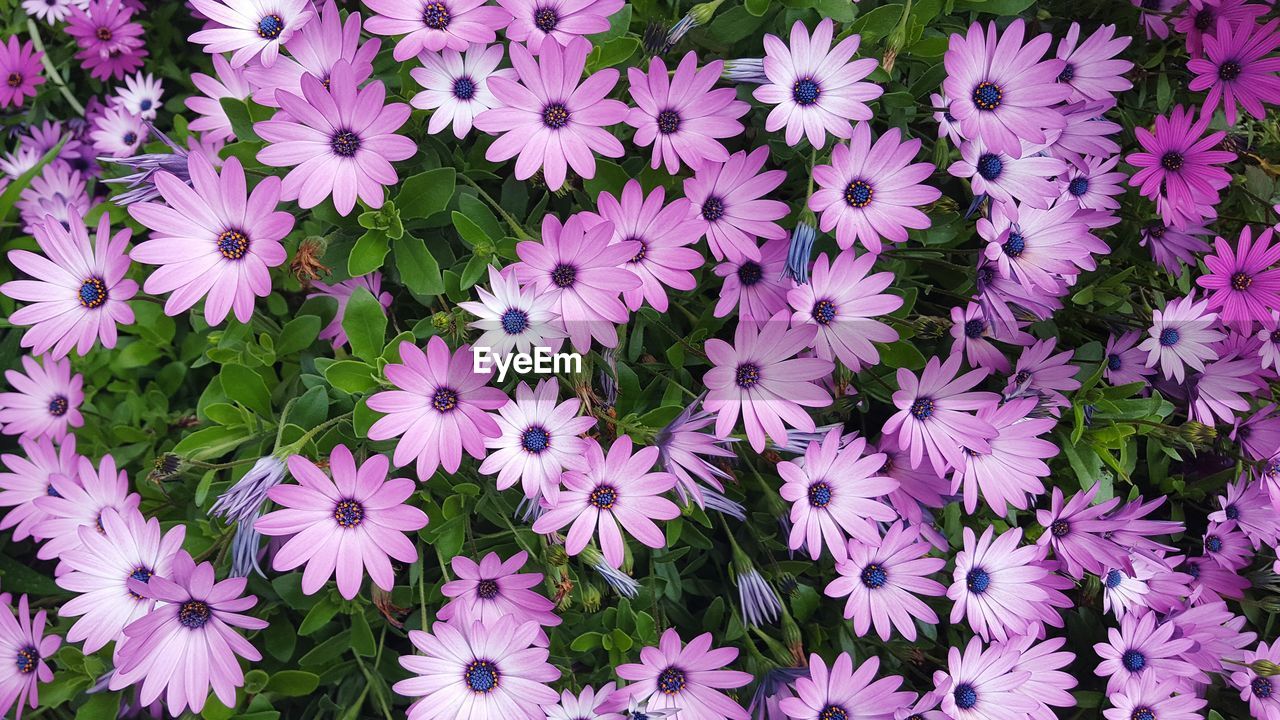 Full frame shot of pink osteospermum flowers blooming outdoors