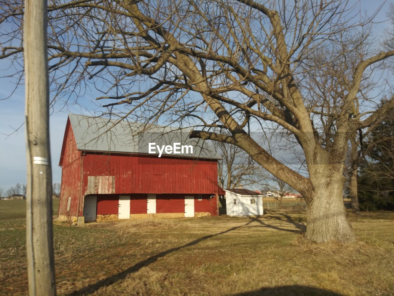 BARE TREE ON FIELD BY HOUSES AGAINST SKY