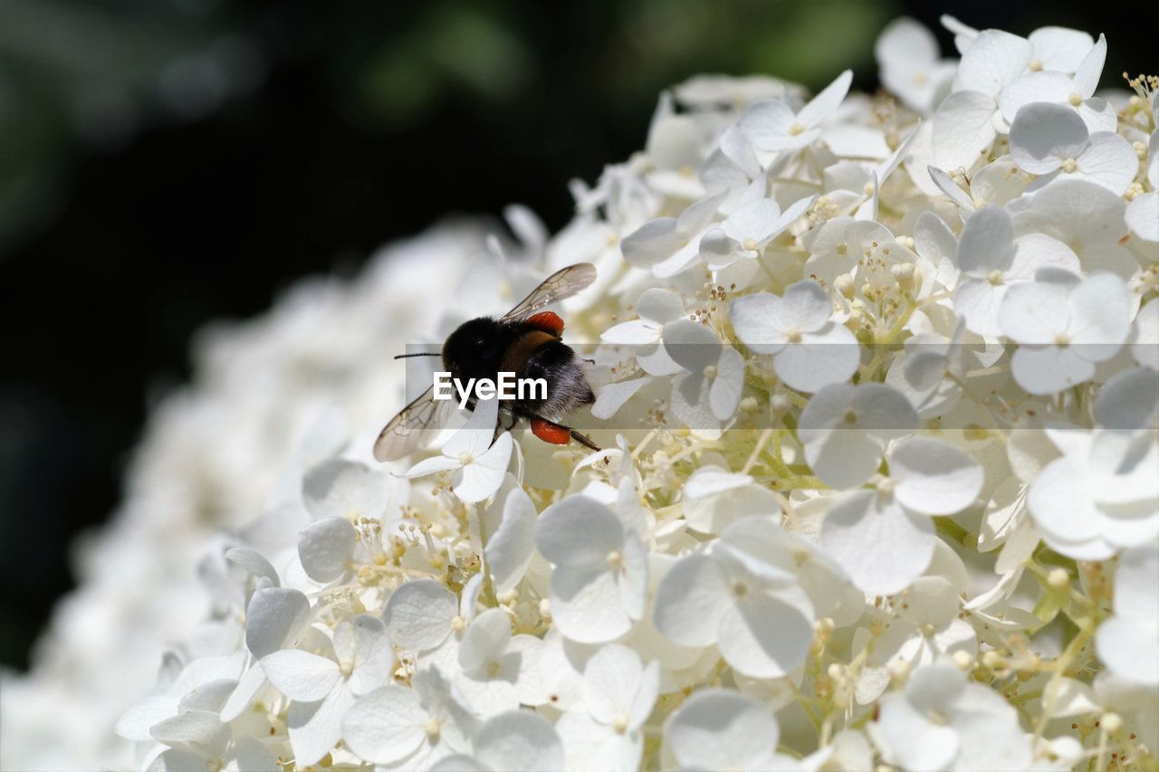CLOSE-UP OF INSECT ON WHITE FLOWERING