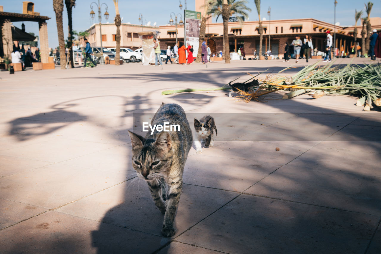 Kitten following an adult cat on square, marrakesh, morocco.