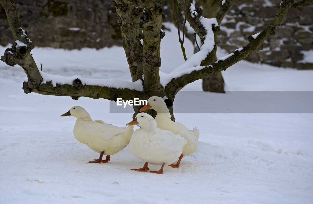 BIRDS ON SNOW COVERED FIELD