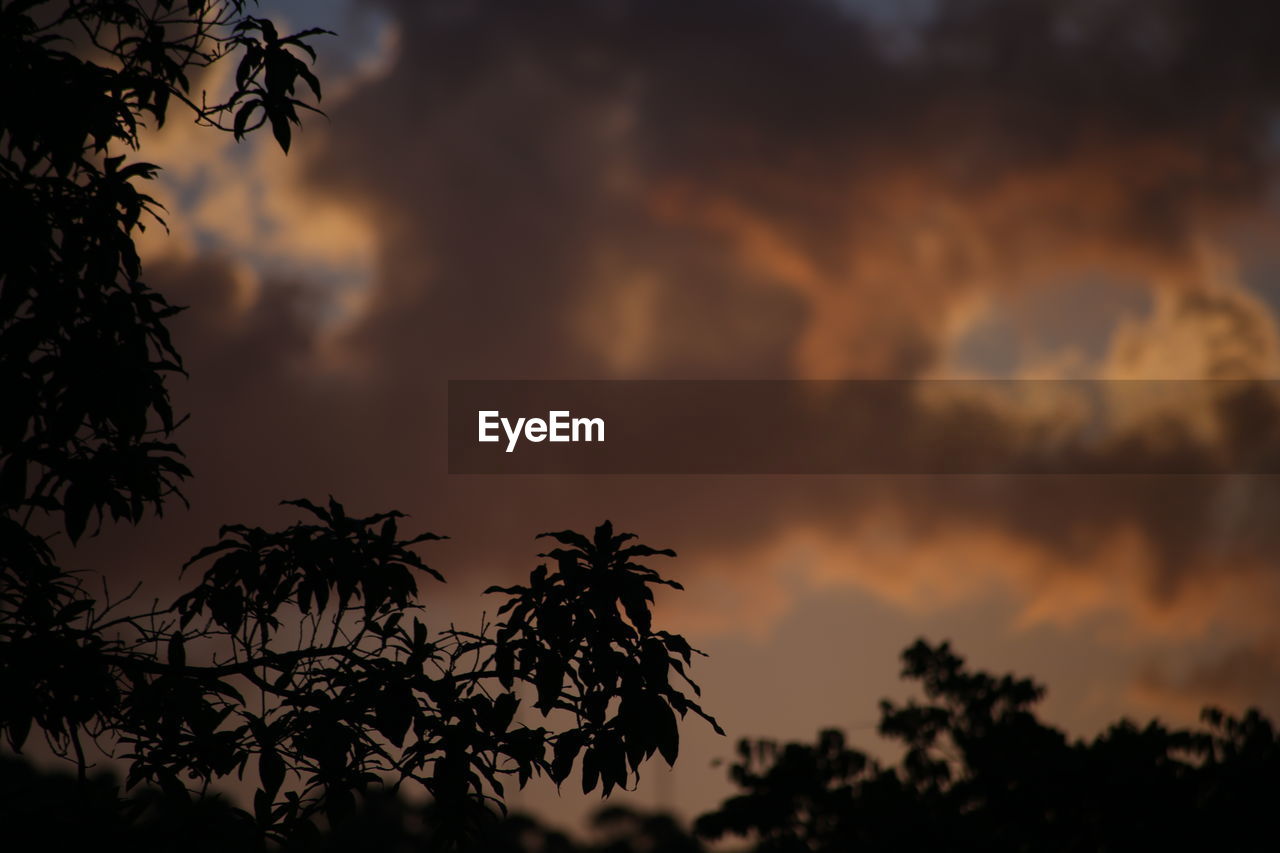 Low angle view of silhouette trees against sky at sunset