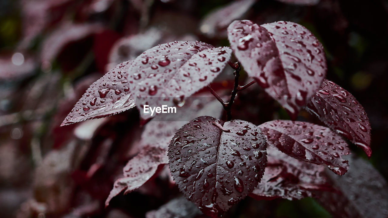 Close-up of water drops on red leaves