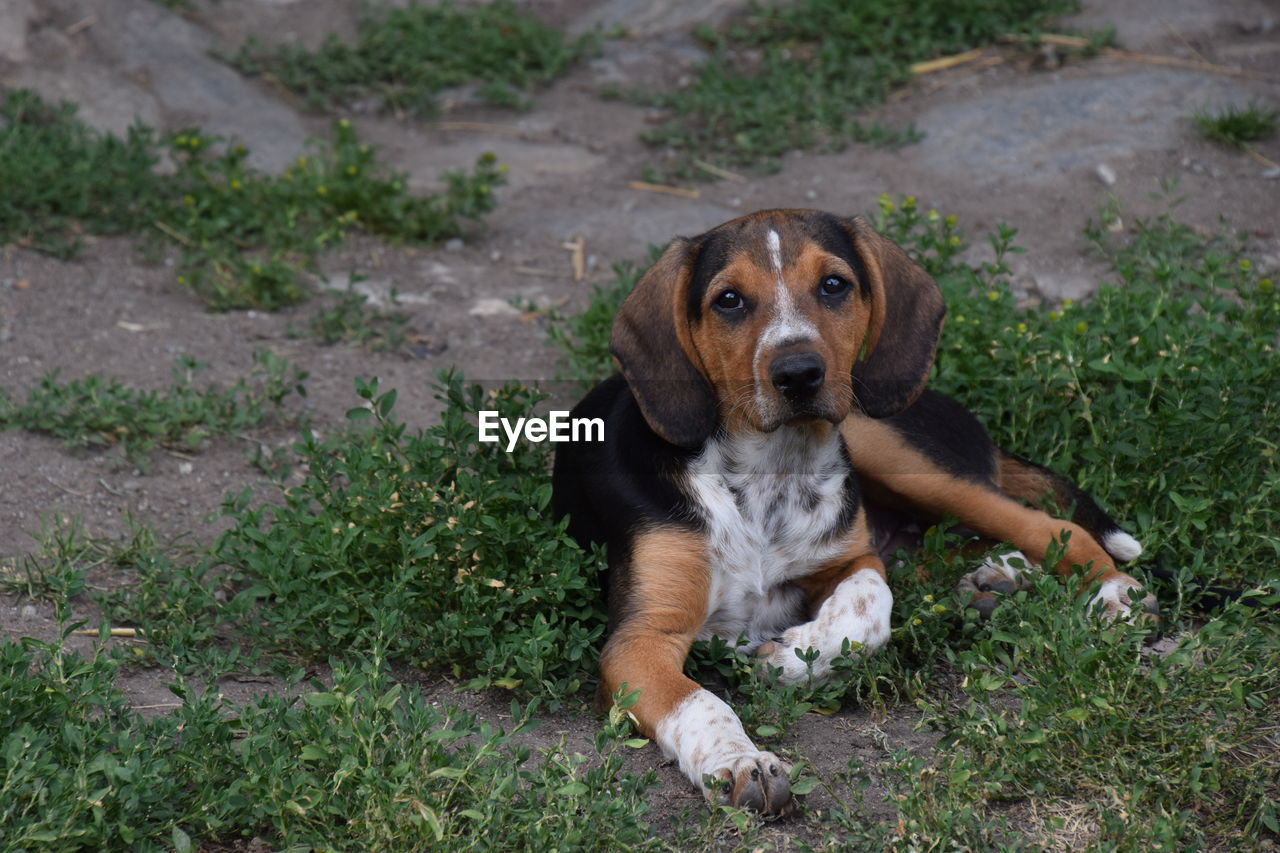 Portrait of dog sitting on ground