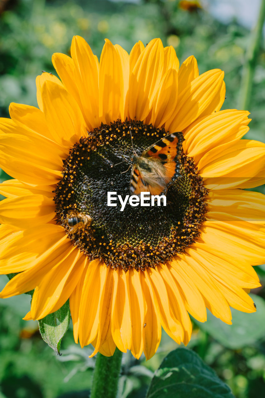 CLOSE-UP OF BEE ON SUNFLOWER