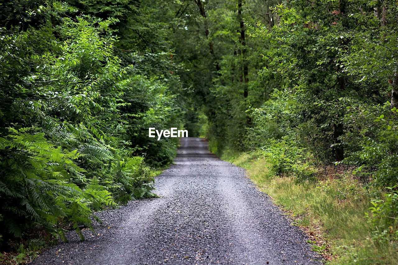 Road amidst trees in forest