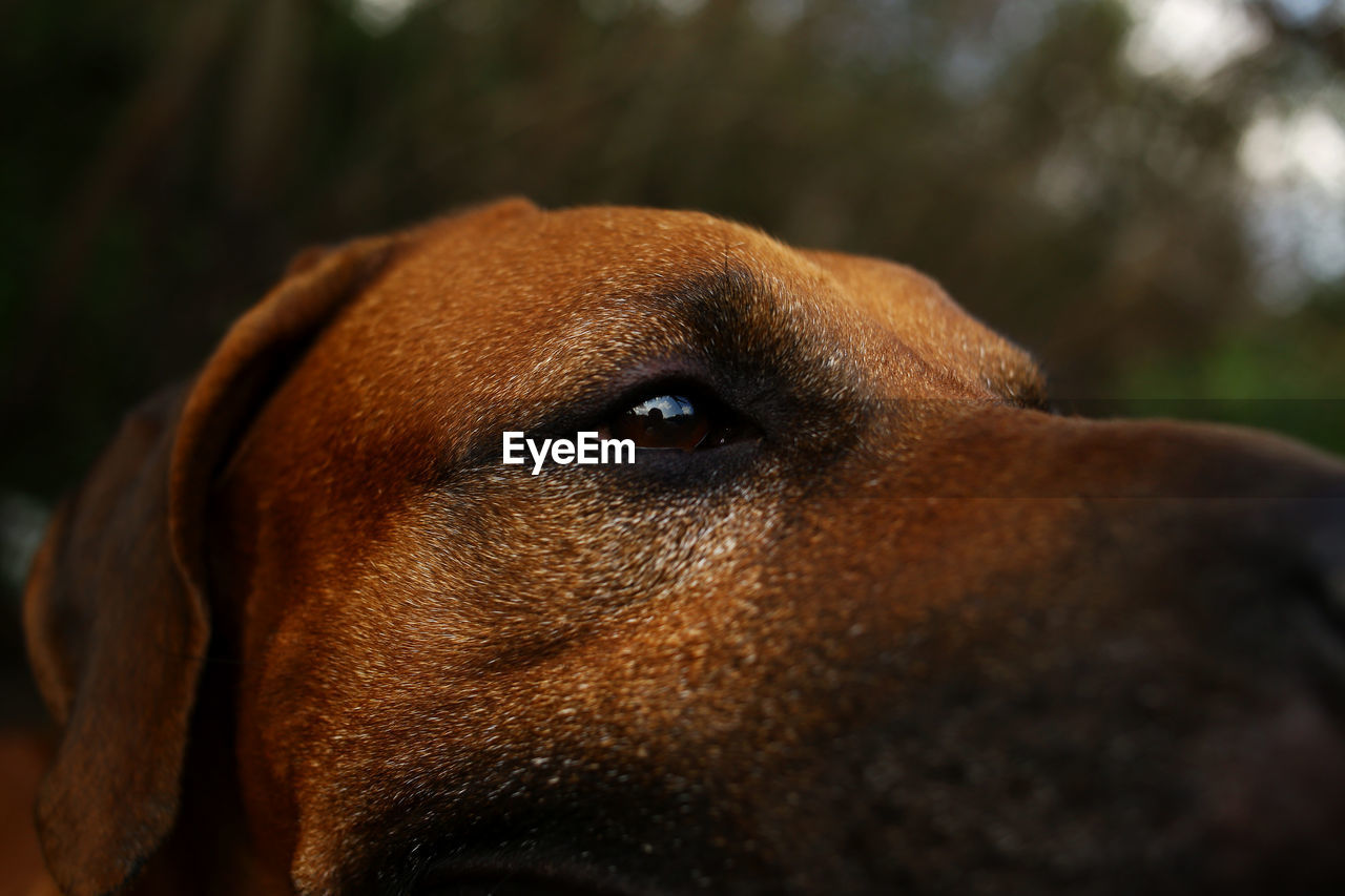 CLOSE-UP OF DOG LOOKING AWAY OUTDOORS