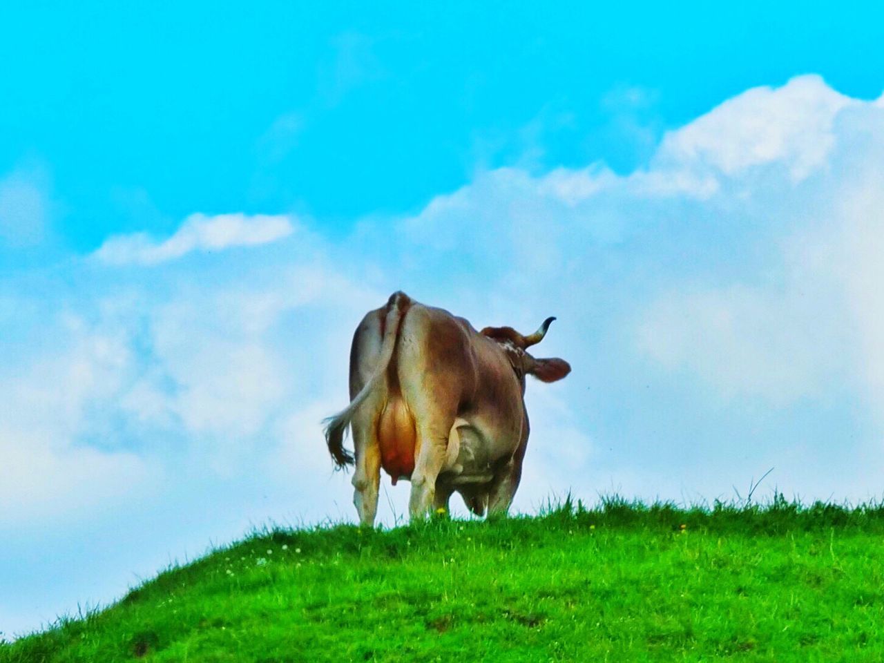 COW STANDING ON FIELD