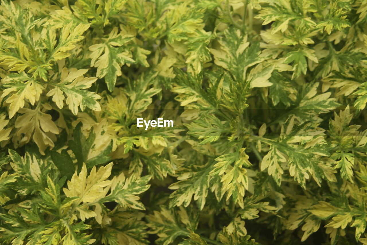 plant, leaf, green, plant part, healthcare and medicine, herb, cannabis plant, food and drink, cannabis, growth, medicine, narcotic, backgrounds, food, full frame, nature, no people, flower, recreational drug, alternative medicine, tree, agriculture, beauty in nature, herbal medicine, close-up, produce, crop, shrub, outdoors, field, farm, social issues, medical cannabis