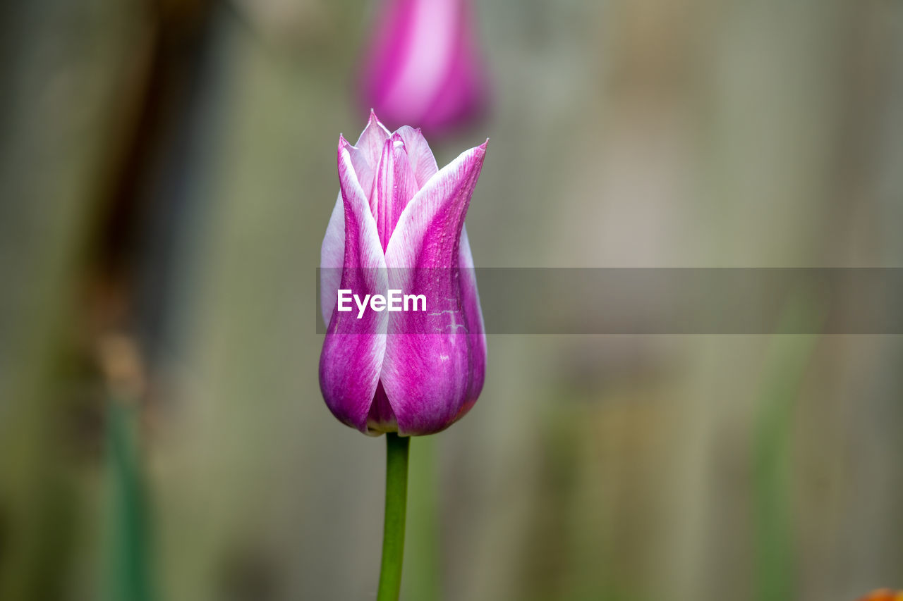 CLOSE-UP OF PINK PURPLE FLOWER