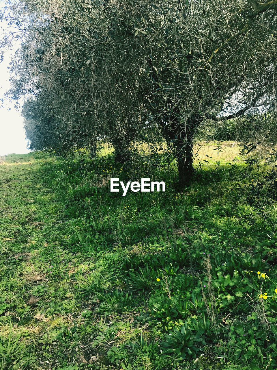 PLANTS ON FIELD