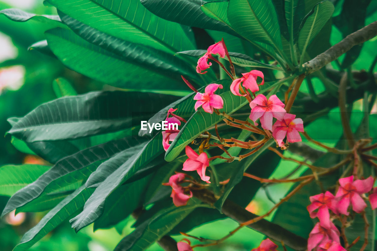 Close-up of pink flowers and leaves