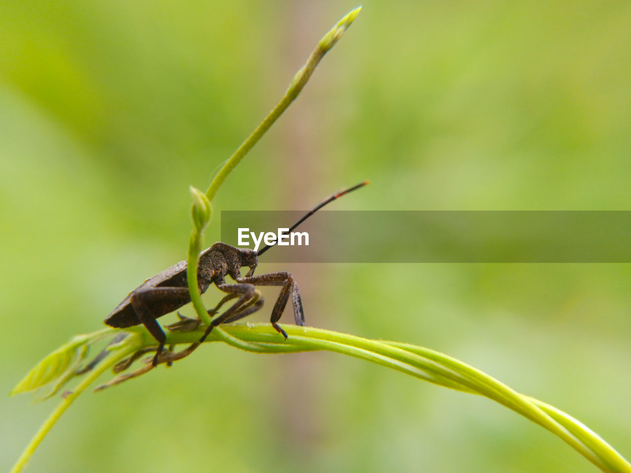 Cyanea brwon beetle