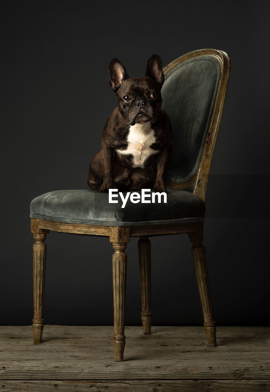 Portrait of french bulldog sitting on chair against black background