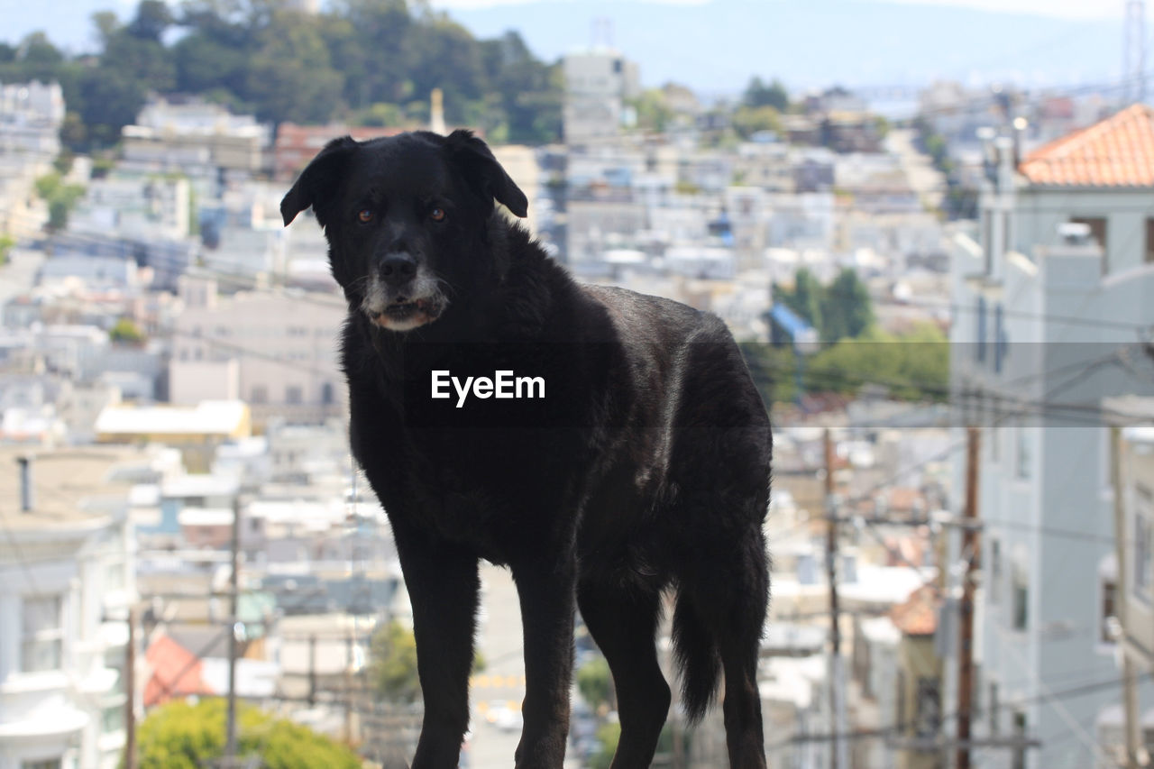 PORTRAIT OF A DOG STANDING OUTDOORS