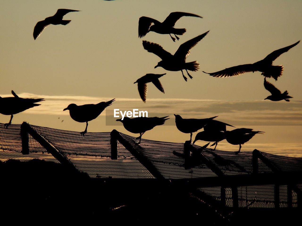 SILHOUETTE BIRDS FLYING OVER SEA AGAINST SKY