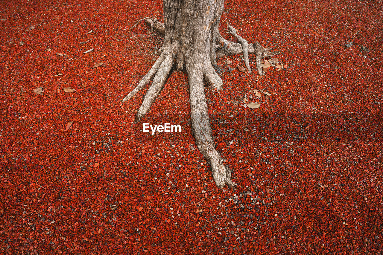 High angle view of a tree trunk roots