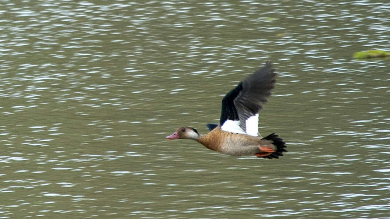 DUCK SWIMMING ON LAKE