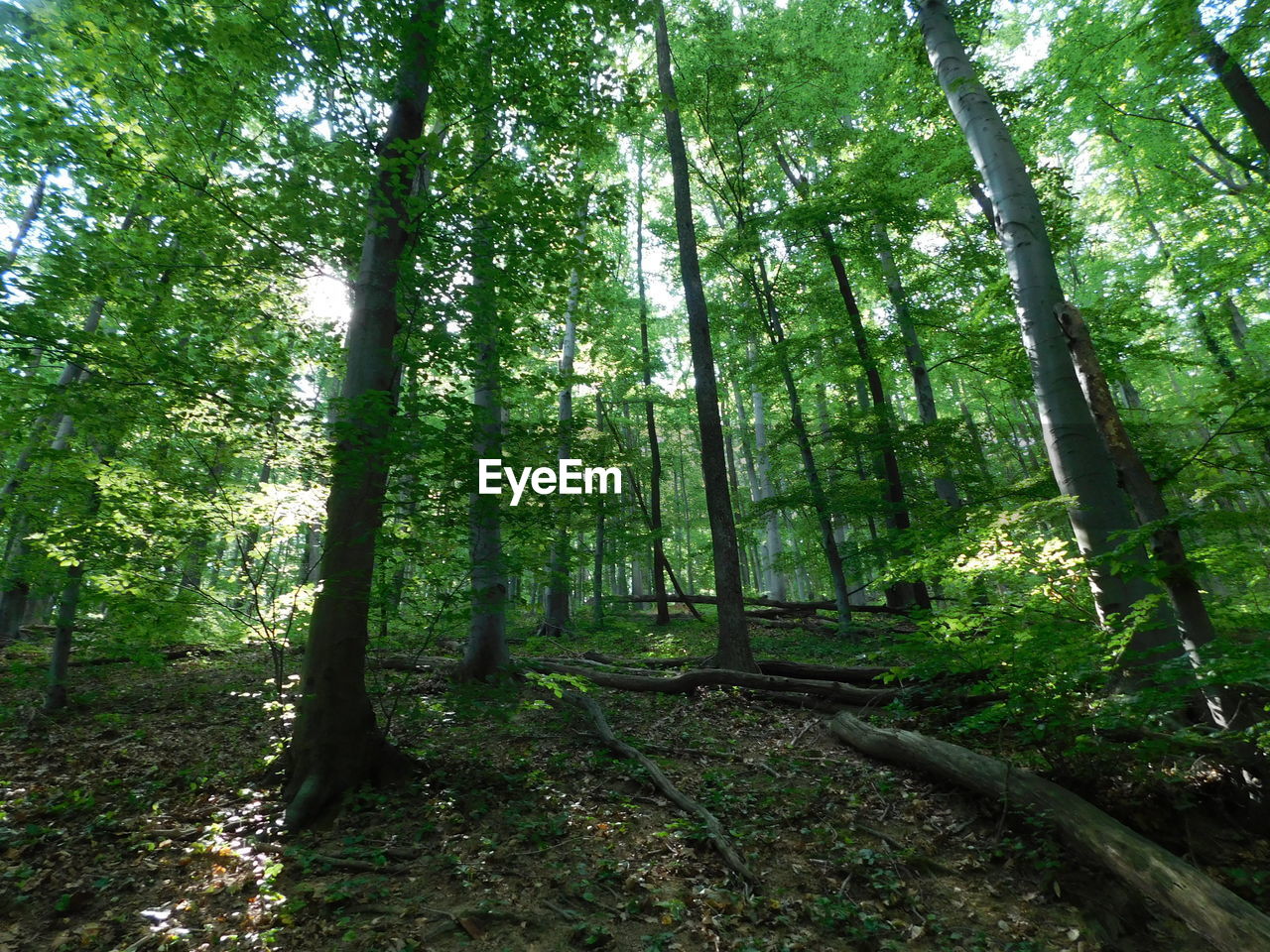 LOW ANGLE VIEW OF TREES AT FOREST