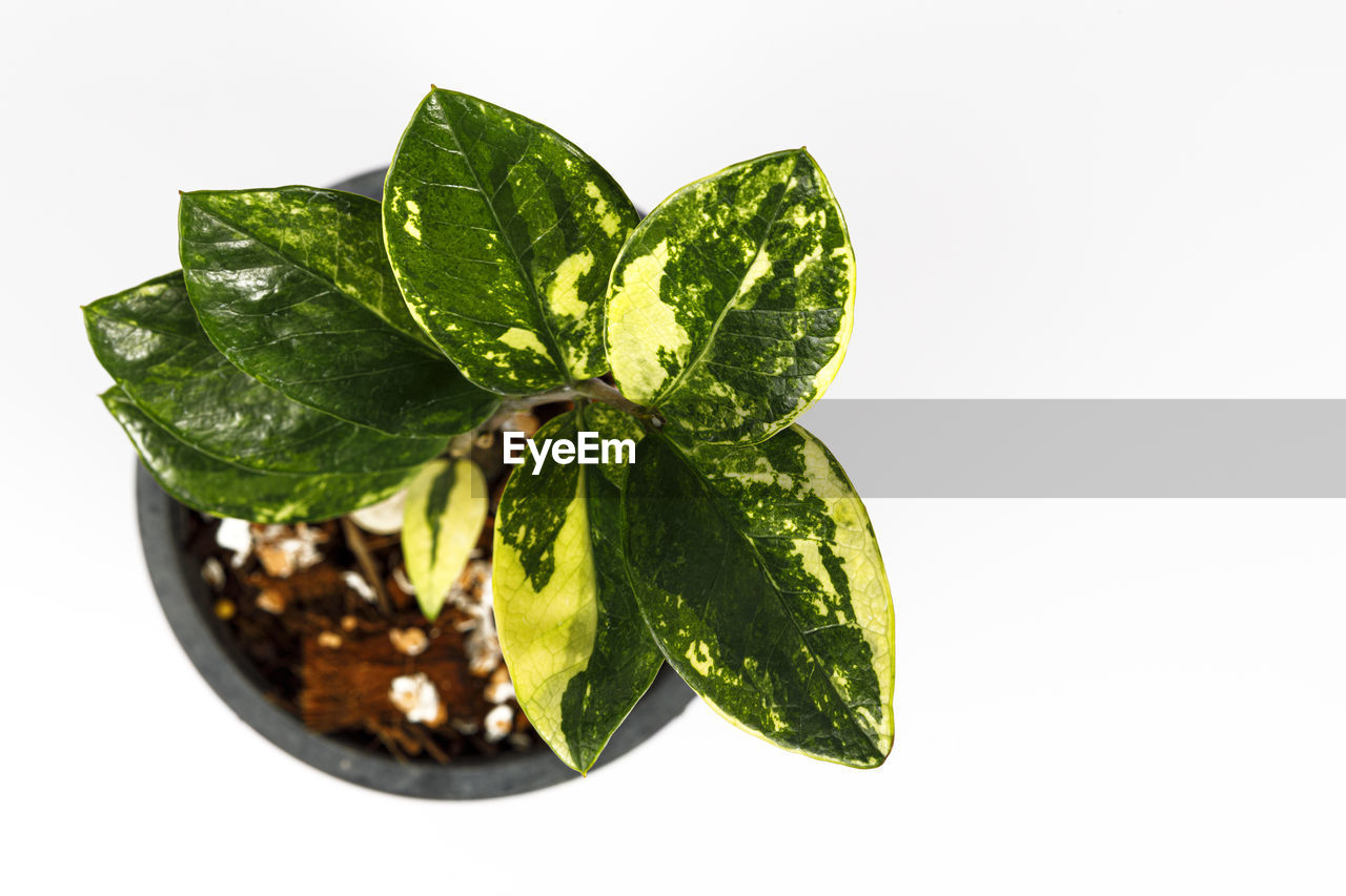 CLOSE-UP OF FRESH GREEN LEAVES WITH WHITE BACKGROUND