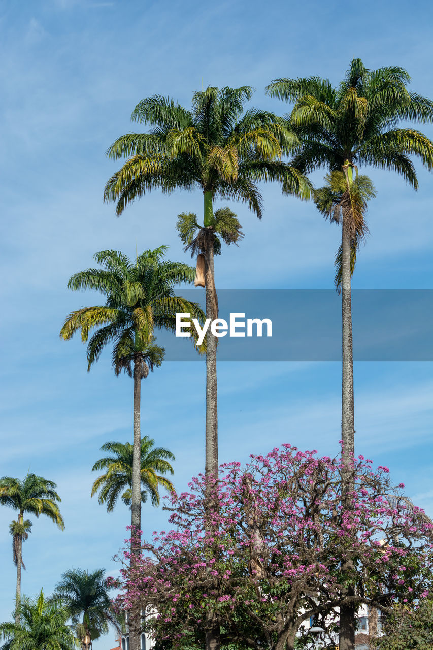 Low angle view of coconut palm tree against sky