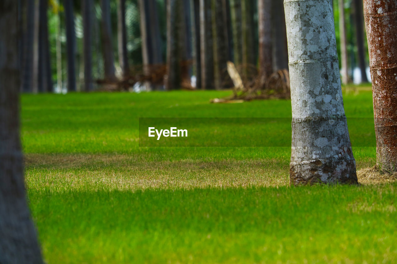 View of trees growing in field