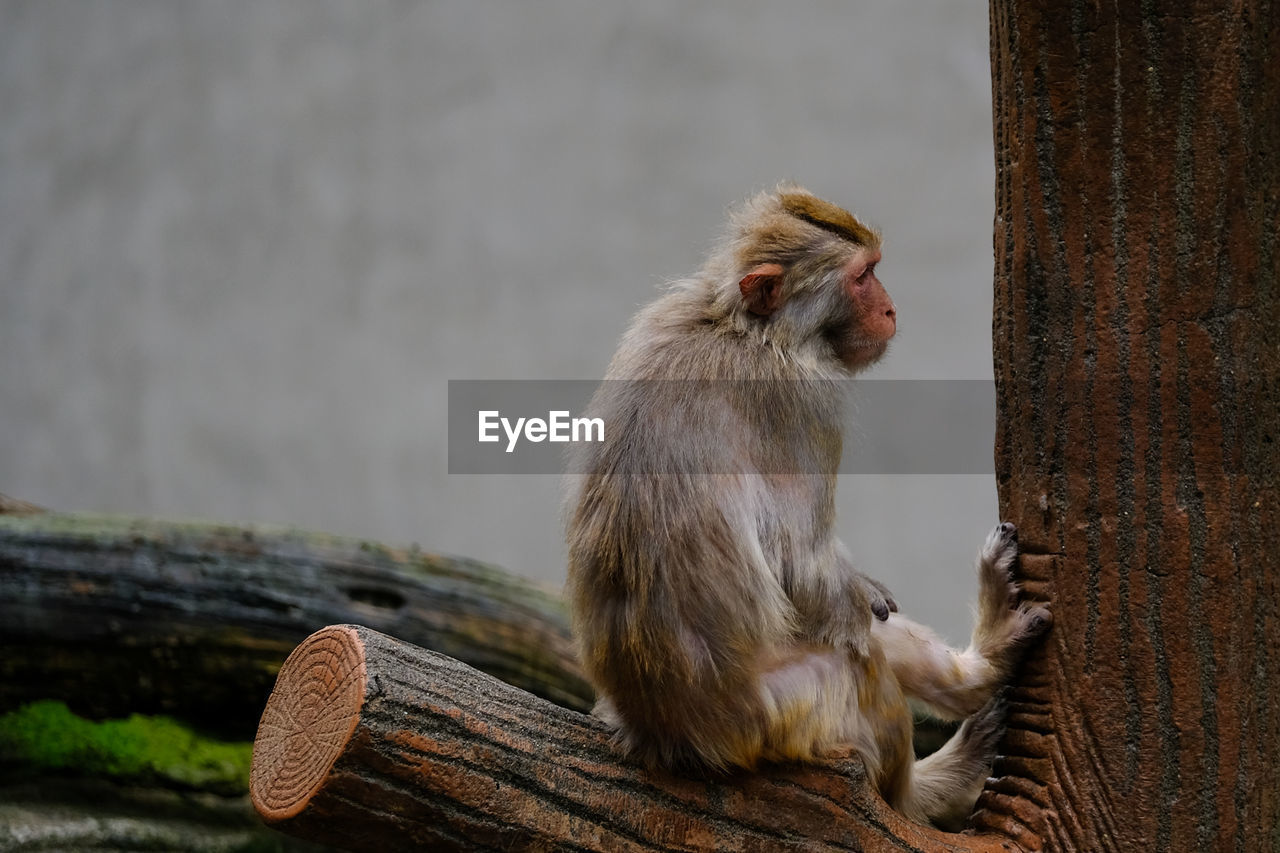 CLOSE-UP OF MONKEY ON TREE TRUNK