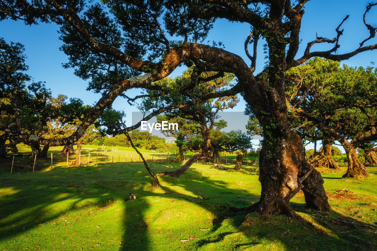 plant, tree, grass, nature, environment, landscape, green, beauty in nature, shadow, sunlight, leaf, sky, tranquility, scenics - nature, land, no people, tranquil scene, woodland, field, tree trunk, flower, growth, trunk, outdoors, autumn, day, non-urban scene, sunny, meadow, branch, rural area, travel destinations, idyllic, summer, plain, rural scene, travel, clear sky