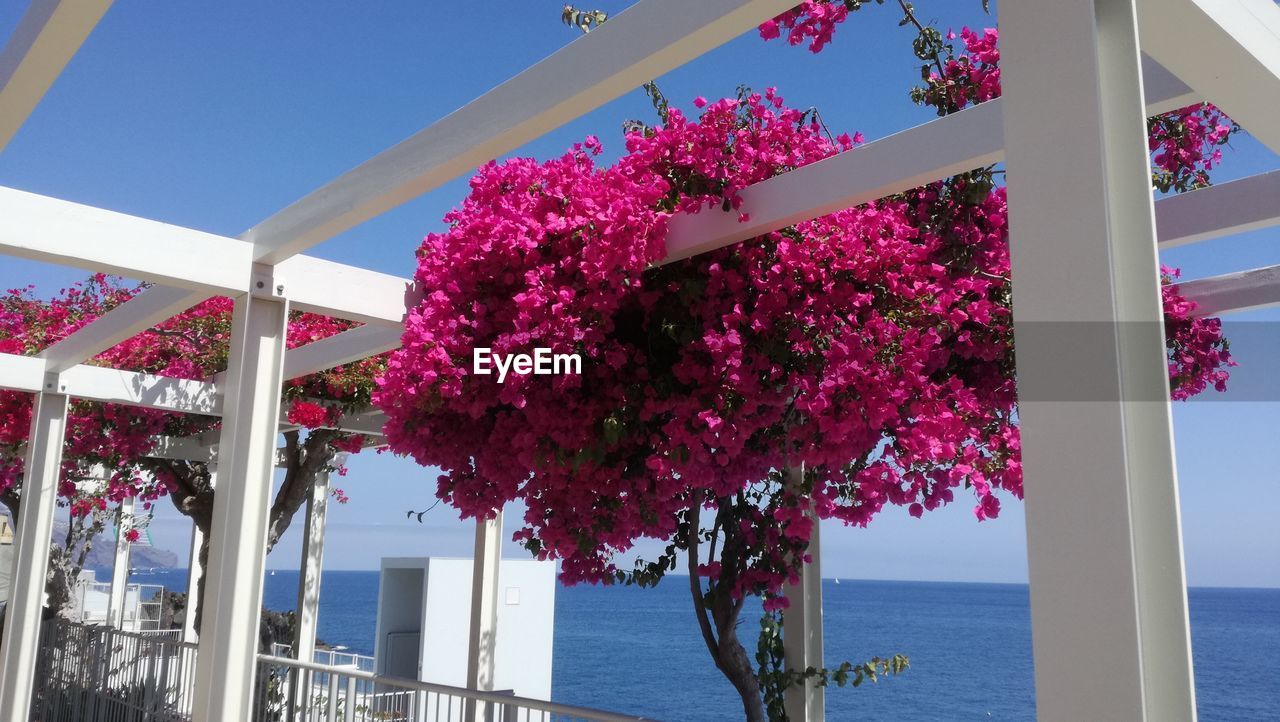 VIEW OF PINK FLOWERS