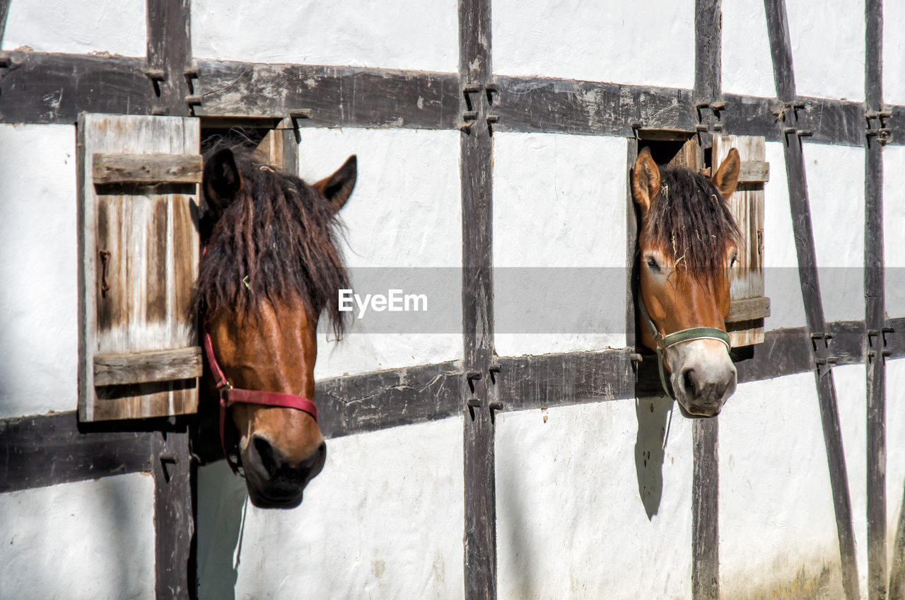 HORSE STANDING IN STABLE