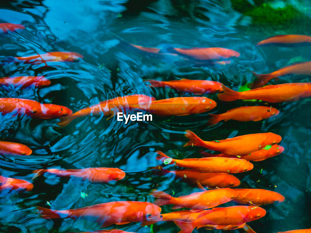 View of koi carps swimming in pond